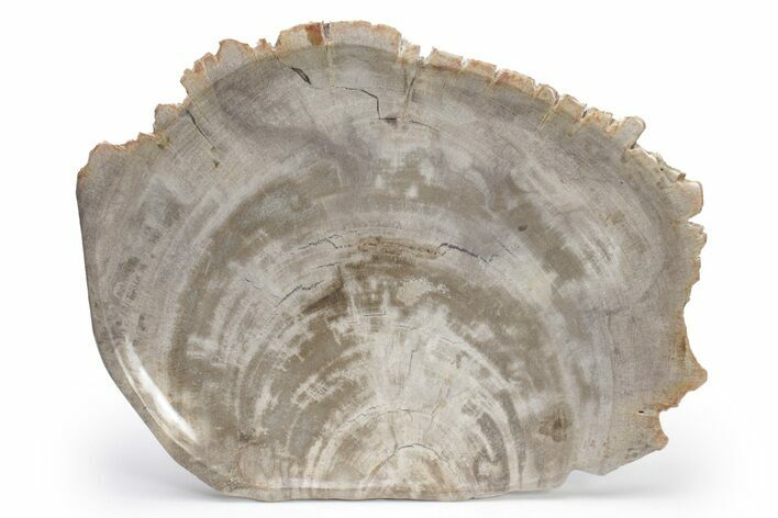 Tropical Hardwood Petrified Wood Dish - Indonesia #210596